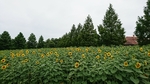 20170730103037965.jpg