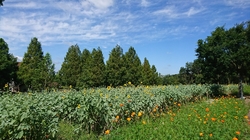 20170903174917832.jpg